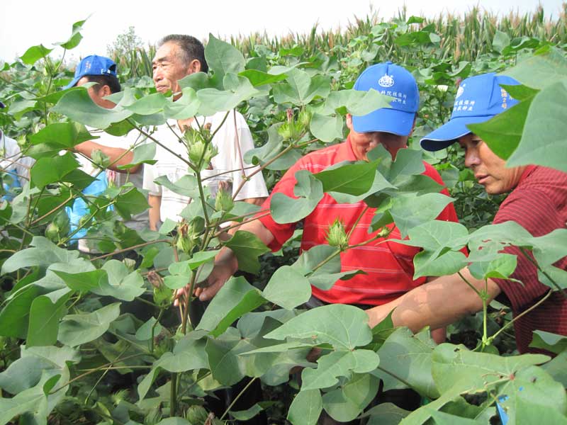 一起查看中植棉6號(hào)生長旺勢2.jpg