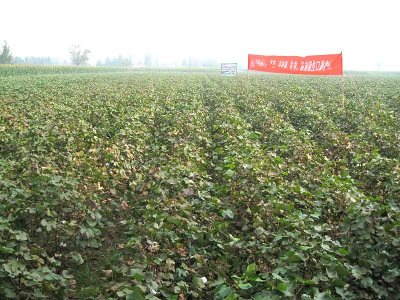 我們的示范田.jpg