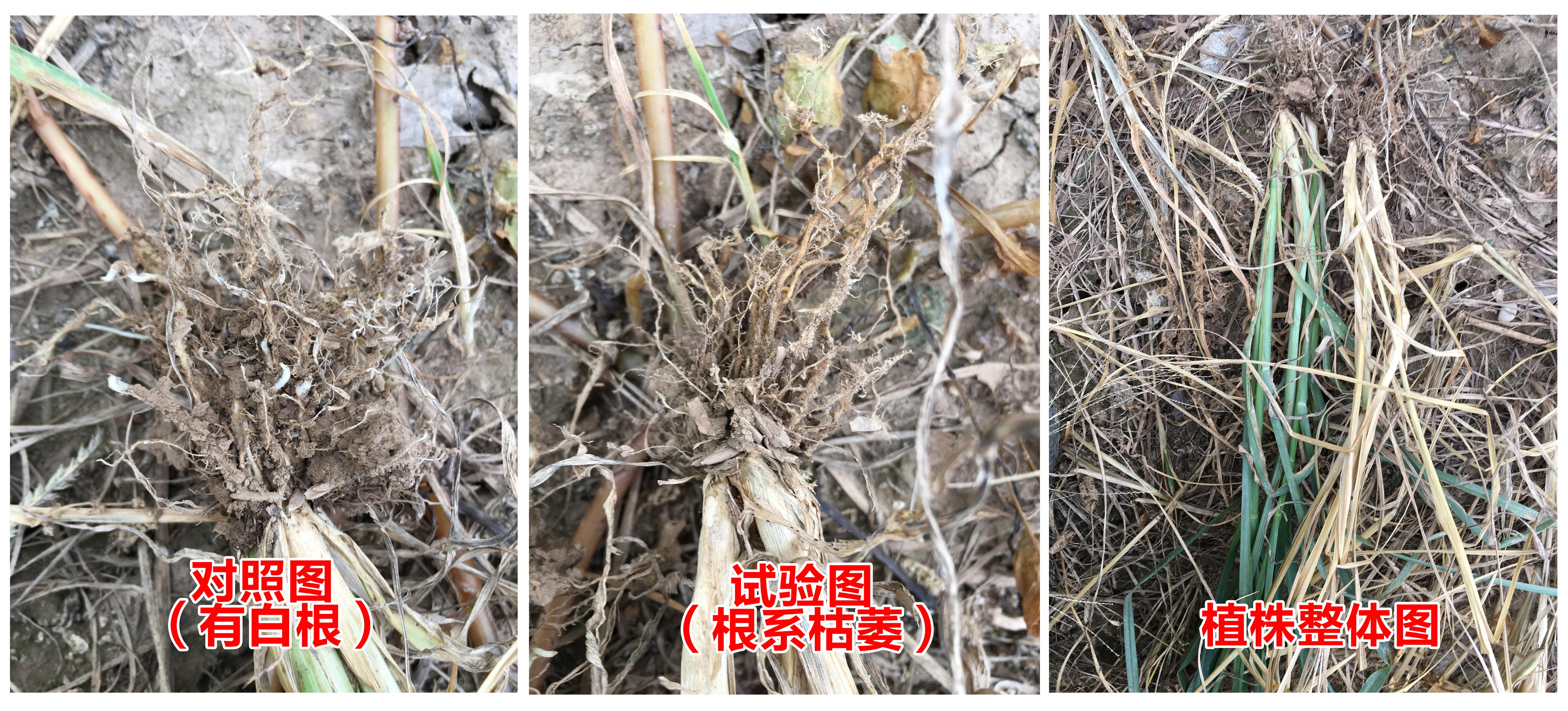 對照原圖.jpg 對照原圖.jpg