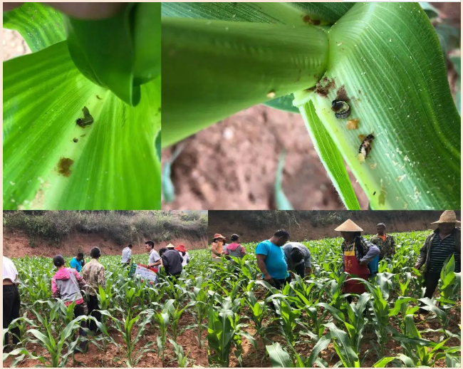 lALPDhJztQUTO3TNAgbNAoo_650_518.png lALPDhJztQUTO3TNAgbNAoo_650_518.png