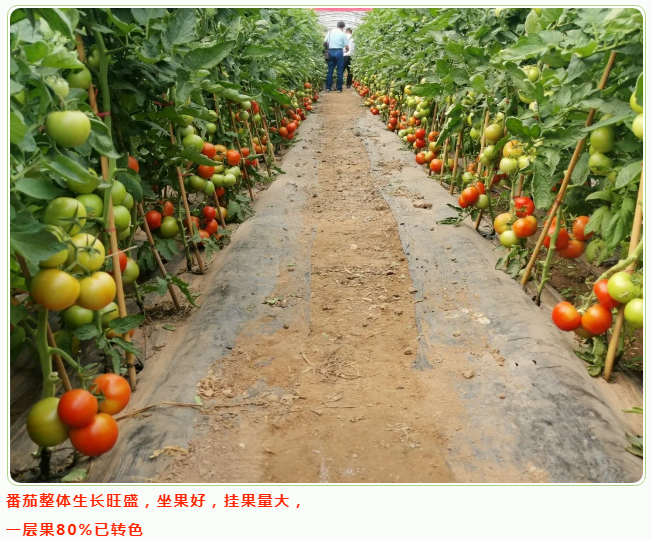 lALPDgQ9u1e_ctPNAhvNAow_652_539.png lALPDgQ9u1e_ctPNAhvNAow_652_539.png