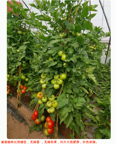 lALPDiQ3LyK-T6nNAl_NAeY_486_607.png lALPDiQ3LyK-T6nNAl_NAeY_486_607.png