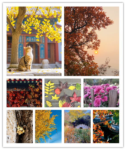 紅葉照片組圖.png 紅葉照片組圖.png